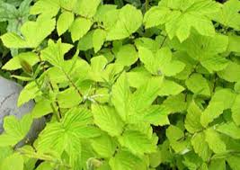 Attēlu rezultāti vaicājumam “Filipendula ulmaria”