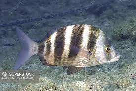 Image result for Diplodus cervinus