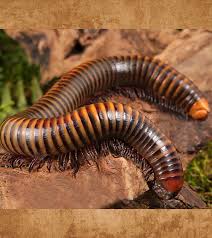 Attēlu rezultāti vaicājumam “Diplopoda”