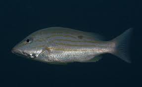 Image result for Lutjanus synagris