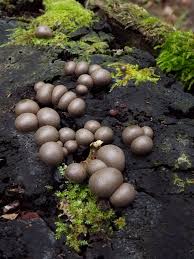 Attēlu rezultāti vaicājumam “Lycogala miserum”