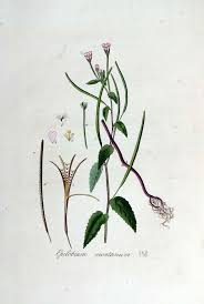 Attēlu rezultāti vaicājumam “Epilobium montanum”