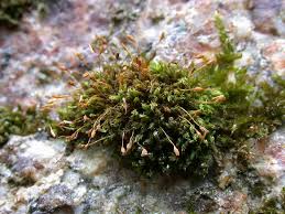 Attēlu rezultāti vaicājumam “Zygodon rupestris”