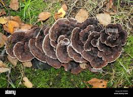 Attēlu rezultāti vaicājumam “Thelephora terrestris”