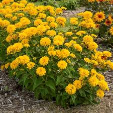 Image result for Heliopsis scabra