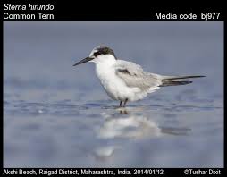 Attēlu rezultāti vaicājumam “Sterna hirundo”