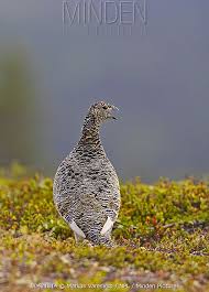 Image result for Lagopus muta