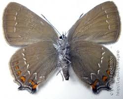 Attēlu rezultāti vaicājumam “Satyrium ilicis underside”