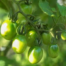 Afbeeldingsresultaat voor principe borghese tomato