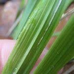 Attēlu rezultāti vaicājumam “Brachypodium sylvaticum leaf”