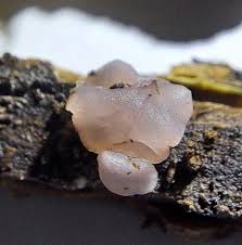 Attēlu rezultāti vaicājumam “Ombrophila violacea spores”