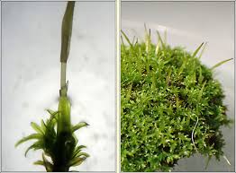 Attēlu rezultāti vaicājumam “Barbula convoluta”