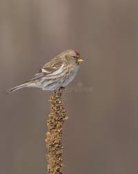 Attēlu rezultāti vaicājumam “Carduelis flammea”