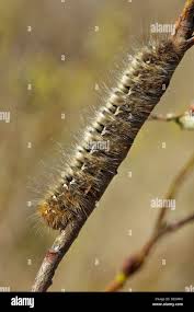 Attēlu rezultāti vaicājumam “Lasiocampa quercus imago”