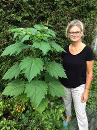 Attēlu rezultāti vaicājumam “Nicandra physalodes”