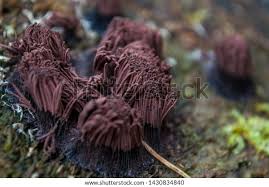 Attēlu rezultāti vaicājumam “Stemonitis fusca”