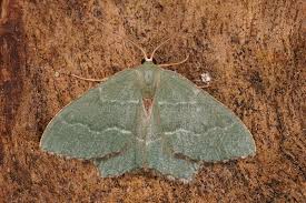 Attēlu rezultāti vaicājumam “Hemithea aestivaria”