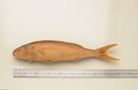 Image result for Aprion virescens