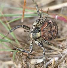 Attēlu rezultāti vaicājumam “Xysticus bifasciatus female”