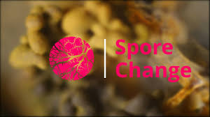 Attēlu rezultāti vaicājumam “Physarum flavicomum spores”