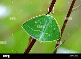 Attēlu rezultāti vaicājumam “Thetidia smaragdaria”