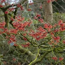 Attēlu rezultāti vaicājumam “Hamamelis”