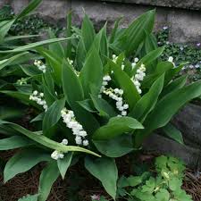 Attēlu rezultāti vaicājumam “Convallaria majalis flower”