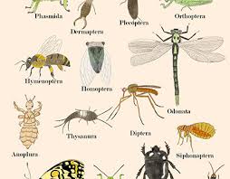 Attēlu rezultāti vaicājumam “Insecta”