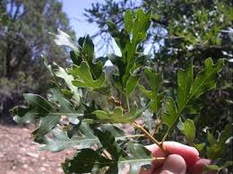 Attēlu rezultāti vaicājumam “Quercus”