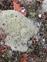 Attēlu rezultāti vaicājumam “Cladonia stygia”
