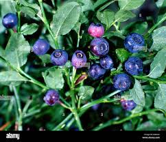 Attēlu rezultāti vaicājumam “Vaccinium myrtillus fruit”