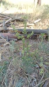 Attēlu rezultāti vaicājumam “Silene borysthenica bud”