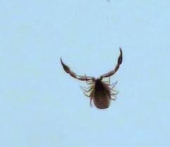 Attēlu rezultāti vaicājumam “Chelifer cancroides”