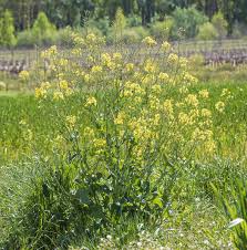 Attēlu rezultāti vaicājumam “Brassica napus”