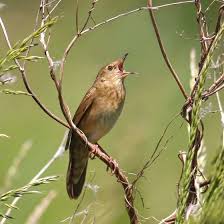 Image result for Locustella fluviatilis