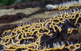 Attēlu rezultāti vaicājumam “Hemitrichia sordivesiculosa spores”