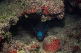 Image result for Scarus trispinosus