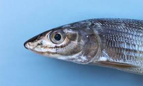 Image result for Albula glossodonta