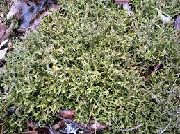 Attēlu rezultāti vaicājumam “Cetraria ericetorum”