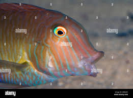 Image result for Xyrichtys novacula