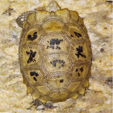 Attēlu rezultāti vaicājumam “Tortula lingulata”