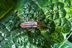 Attēlu rezultāti vaicājumam “Tetragnatha montana”