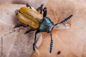 Attēlu rezultāti vaicājumam “Alleculidae”