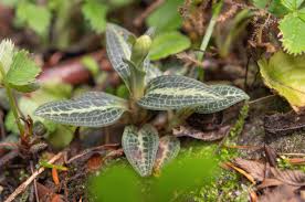 Attēlu rezultāti vaicājumam “Goodyera repens flower”