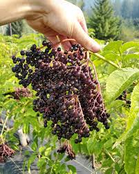 Attēlu rezultāti vaicājumam “Sambucus nigra fruit”