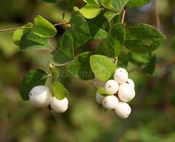 Attēlu rezultāti vaicājumam “Symphoricarpos albus fruit”