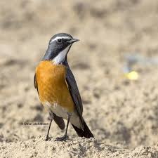 Image result for Irania gutturalis