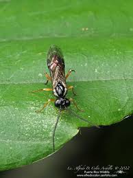 Attēlu rezultāti vaicājumam “Tenthredinidae”