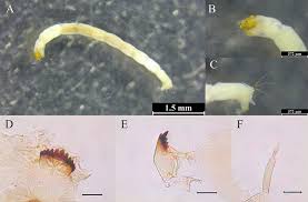 Attēlu rezultāti vaicājumam “Chironomidae larvae”
