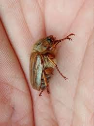 Attēlu rezultāti vaicājumam “Amphimallon solstitiale”